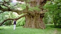 Fredville oak