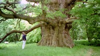 Fredville oak